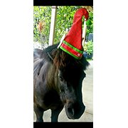 Home Owner wanting sitter in Brisbane , Queensland