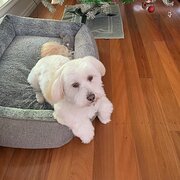 Home Owner wanting sitter in Wollongong, New South Wales