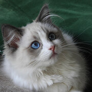 Home Owner wanting sitter in , Victoria