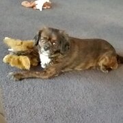 Home Owner wanting sitter in Burnie , Tasmania