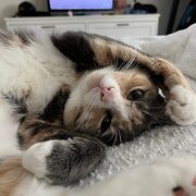 Home Owner wanting sitter in , New South Wales