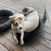 Home Owner wanting sitter in TOOWONG, Queensland