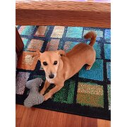 Home Owner wanting sitter in Sydney , New South Wales