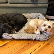 Home Owner wanting sitter in Adelaide, South Australia