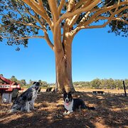 Home Owner wanting sitter in , Western Australia