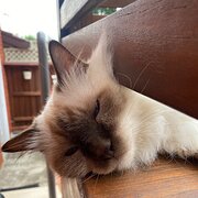 Home Owner wanting sitter in Sydney, New South Wales