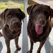 Home Owner wanting sitter in , Western Australia