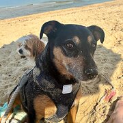 Home Owner wanting sitter in Melbourne , Victoria