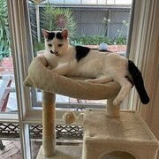 Home Owner wanting sitter in Bendigo, Victoria