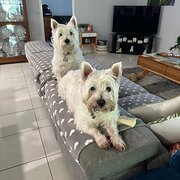 Home Owner wanting sitter in Maitland, New South Wales