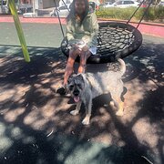 House Sitter - D and D