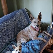 Home Owner wanting sitter in Tewantin, Queensland