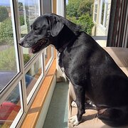 Home Owner wanting sitter in Devonport, Tasmania