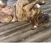 House Sitter - THE G.O.A.T’s 