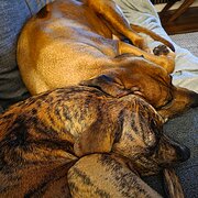 Home Owner wanting sitter in Perth, Western Australia