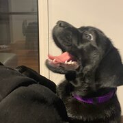 House Sitter - Your Furry Friend’s Guardian 