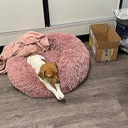 Home Owner wanting sitter in , South Australia