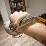 Home Owner wanting sitter in , Victoria