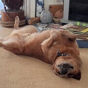 Home Owner wanting sitter in DUBBO, New South Wales