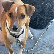 Home Owner wanting sitter in , Western Australia