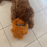 Home Owner wanting sitter in , New South Wales