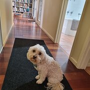 Home Owner wanting sitter in , New South Wales