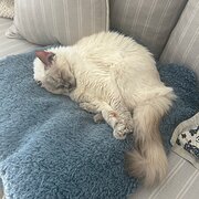 Home Owner wanting sitter in Sydney , New South Wales