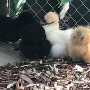 Home Owner wanting sitter in Toowoomba , Queensland