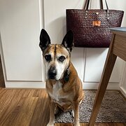 Home Owner wanting sitter in Adelaide, South Australia