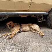 Home Owner wanting sitter in Frankston, Victoria