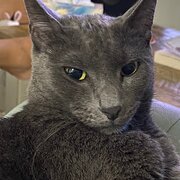 Home Owner wanting sitter in Newcastle , New South Wales