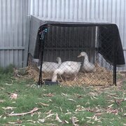 Home Owner wanting sitter in Adelaide , South Australia