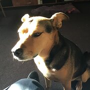 Home Owner wanting sitter in Albury, Victoria