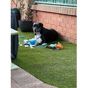 Home Owner wanting sitter in Maddington, Western Australia