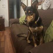 Home Owner wanting sitter in Brisbane, Queensland