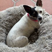 Home Owner wanting sitter in Townsville , Queensland