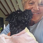 Home Owner wanting sitter in Mandurah, Western Australia