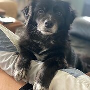 Home Owner wanting sitter in Geelong, Victoria