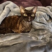 Home Owner wanting sitter in Adelaide, South Australia