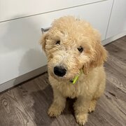 Home Owner wanting sitter in , Western Australia