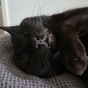 Home Owner wanting sitter in Melbourne, Victoria