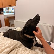 Home Owner wanting sitter in , Tasmania