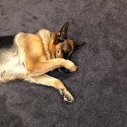 Home Owner wanting sitter in Devonport , Tasmania