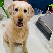 Home Owner wanting sitter in , Western Australia