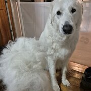 Home Owner wanting sitter in , Tasmania