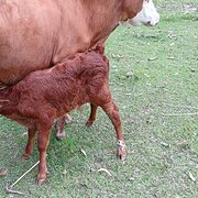 Home Owner wanting sitter in Casino , New South Wales