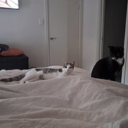 Home Owner wanting sitter in Adelaide, South Australia