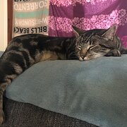 Home Owner wanting sitter in , Victoria