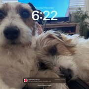 Home Owner wanting sitter in , Queensland