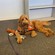 Home Owner wanting sitter in Brisbane, Queensland